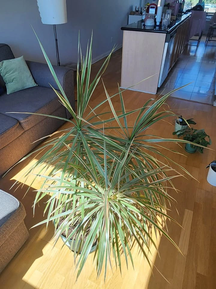 Dracaena marginata (tricolor) plant - photo 3