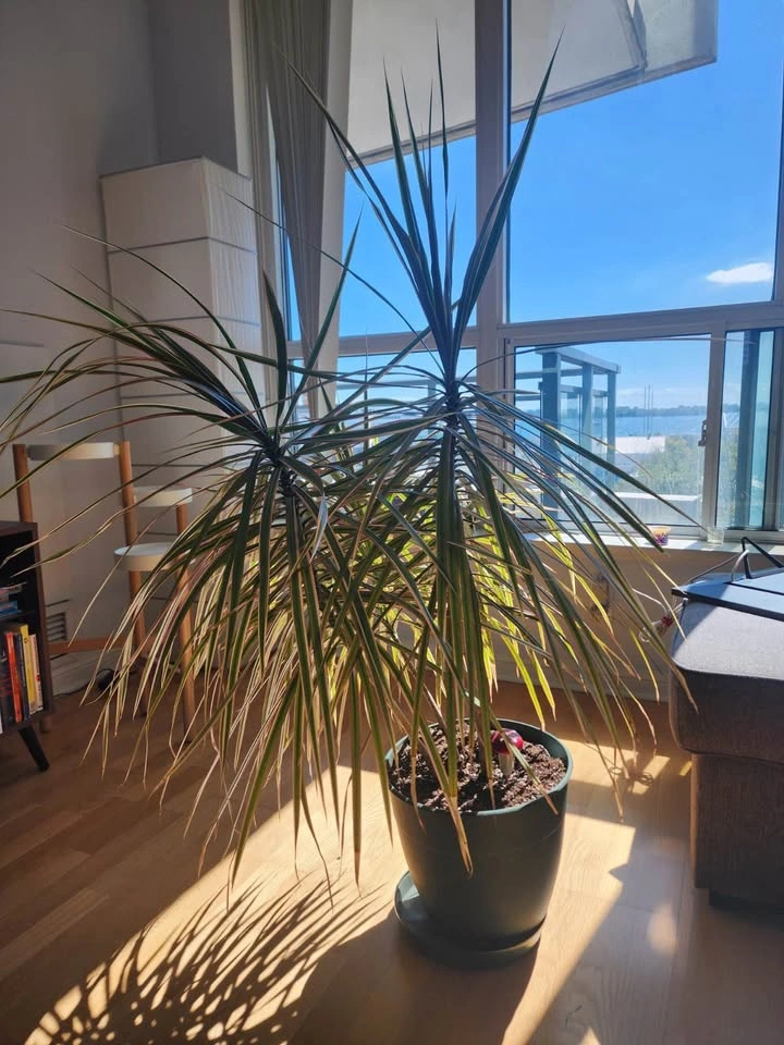 Dracaena marginata (tricolor) plant - photo 4