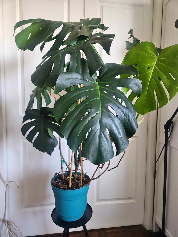 Large Vertical Monstera Deliciosa Houseplant
