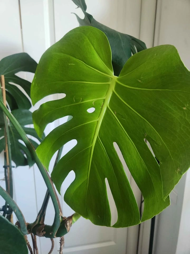 Large Vertical Monstera Deliciosa Houseplant - photo 2