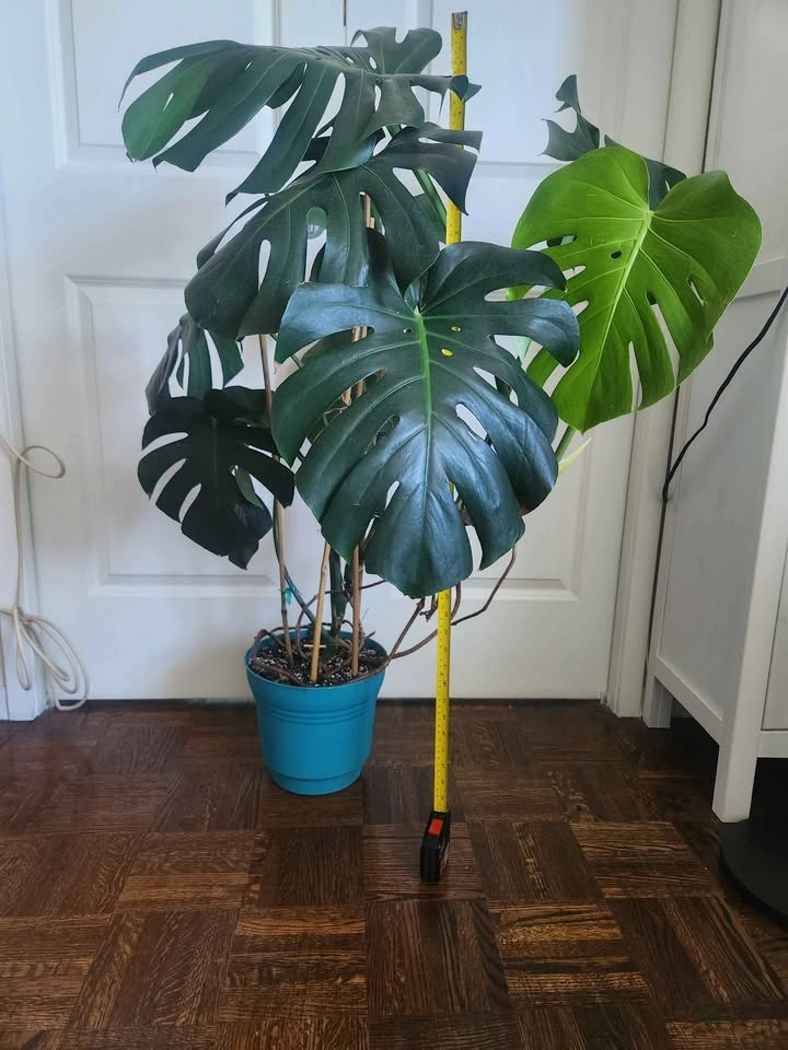 Large Vertical Monstera Deliciosa Houseplant - photo 3