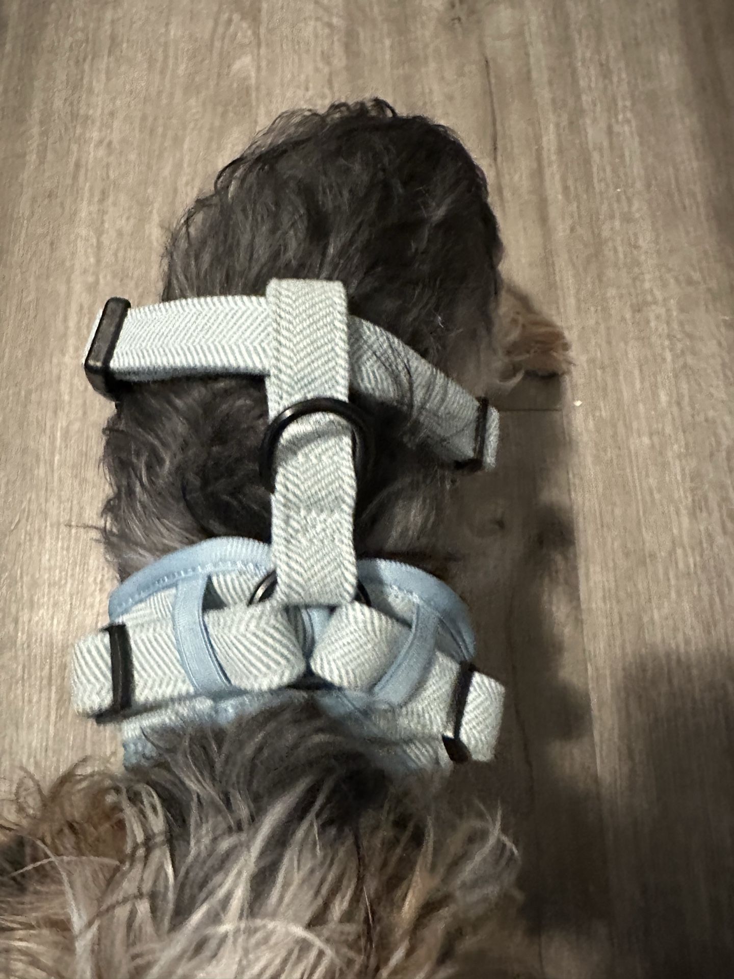 Dog leash and harness (XL, new without tags) - photo 5