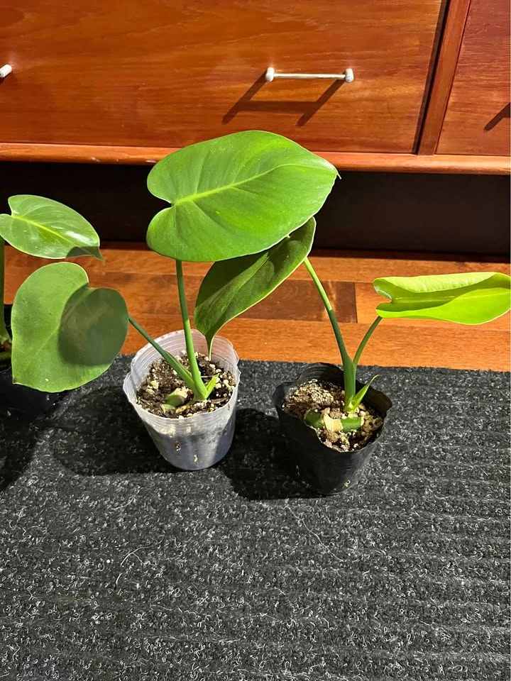 $5 each - Monstera Deliciosa Starter Plants