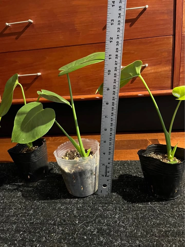 $5 each - Monstera Deliciosa Starter Plants - photo 2