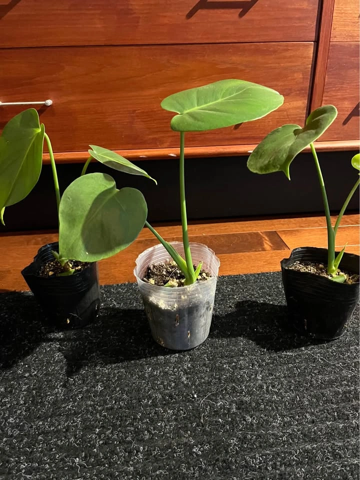 $5 each - Monstera Deliciosa Starter Plants - photo 3