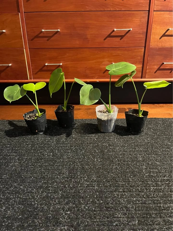 $5 each - Monstera Deliciosa Starter Plants - photo 4