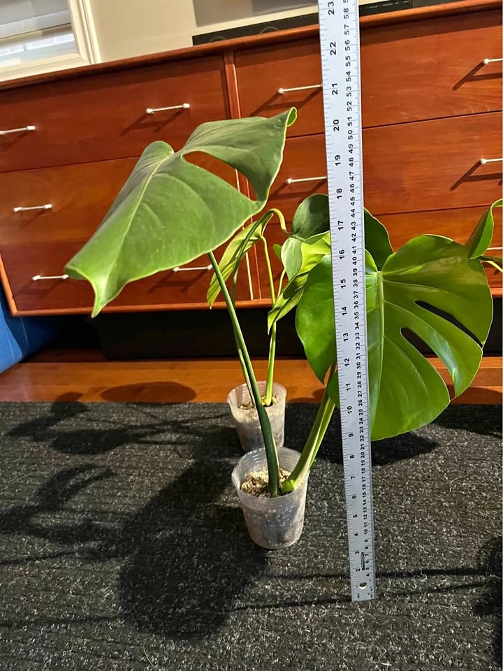 Monstera Deliciosa Plant