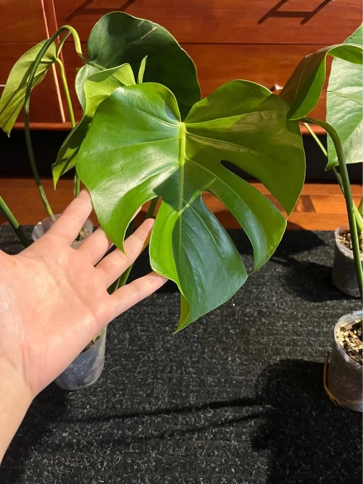 Monstera Deliciosa Plant - photo 2