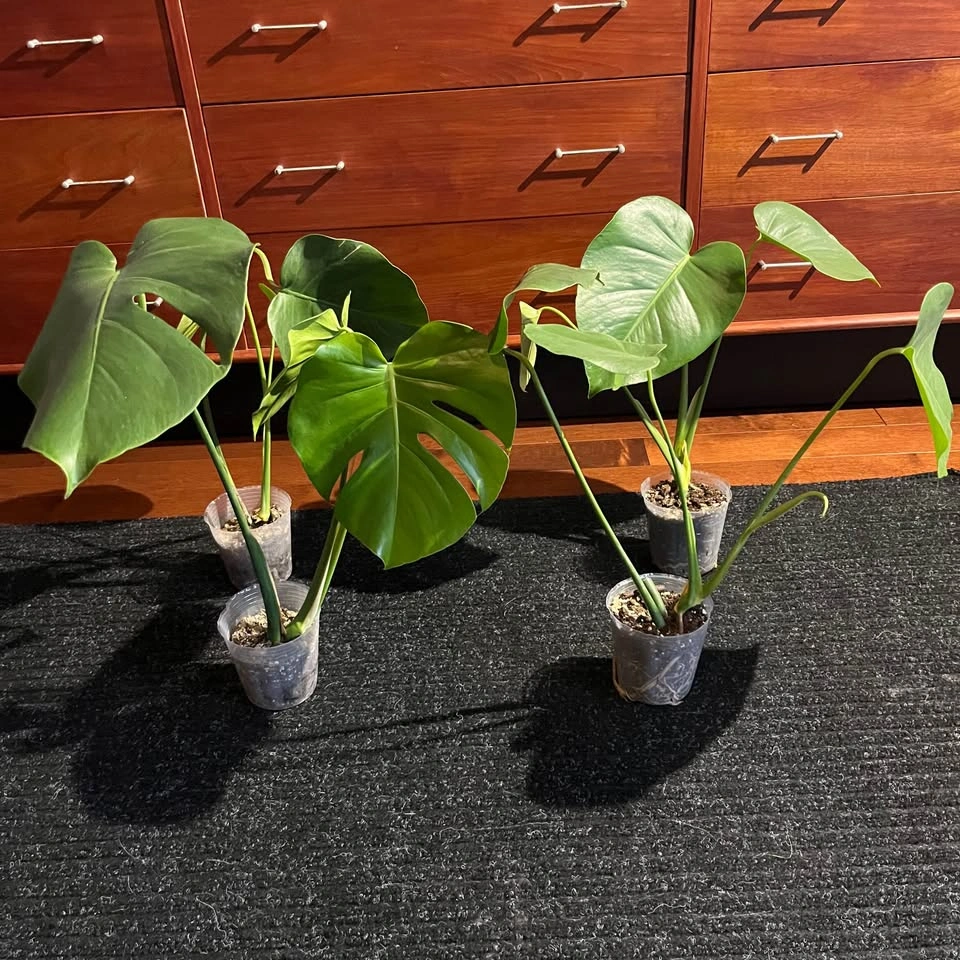 Monstera Deliciosa Plant - photo 3