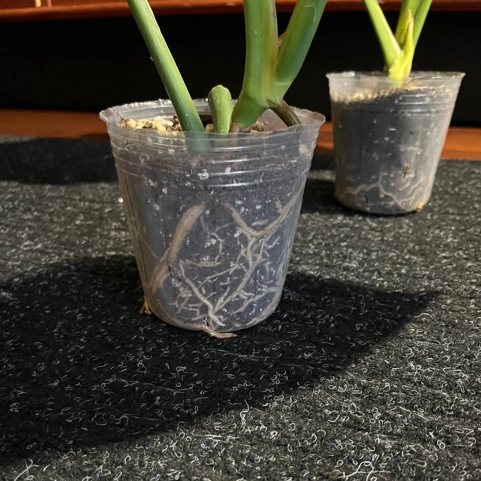 Monstera Deliciosa Plant - photo 4