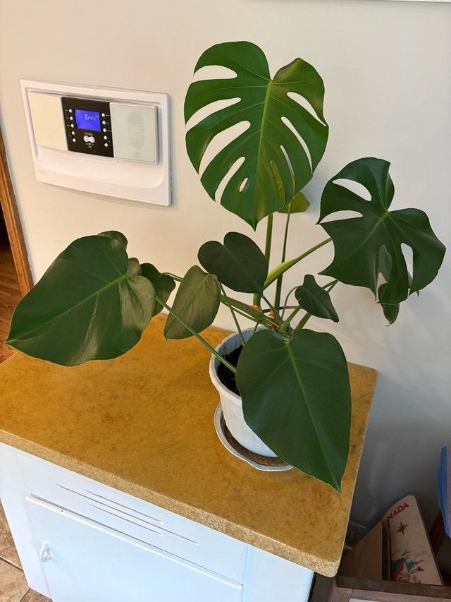 Monstera Deliciosa in blue pot