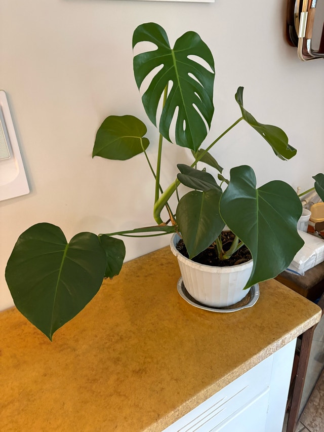 Monstera Deliciosa in blue pot - photo 2
