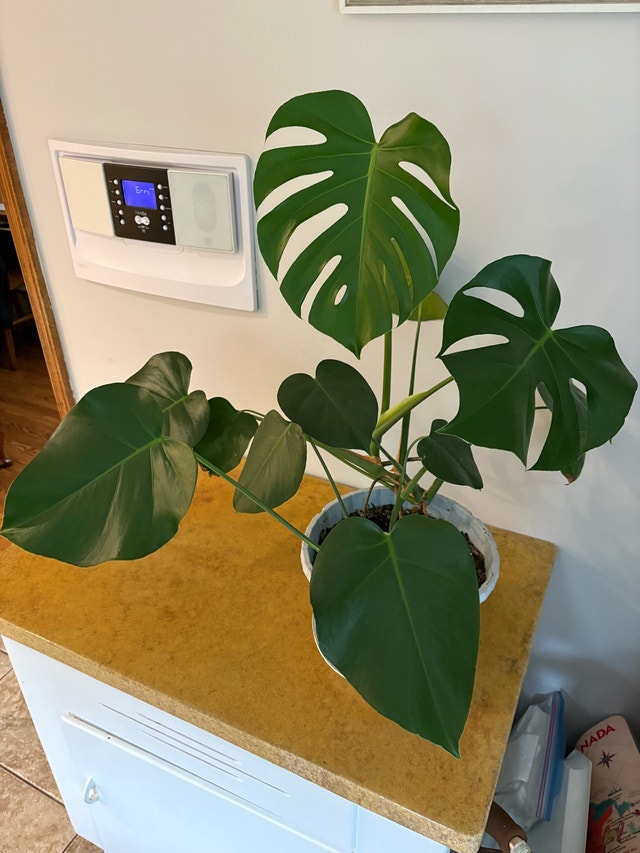 Monstera Deliciosa in blue pot - photo 3