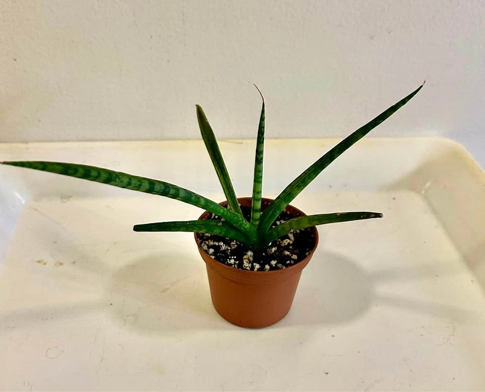 Sansevieria Cylindrical Snake Plant (Dragon Fingers)