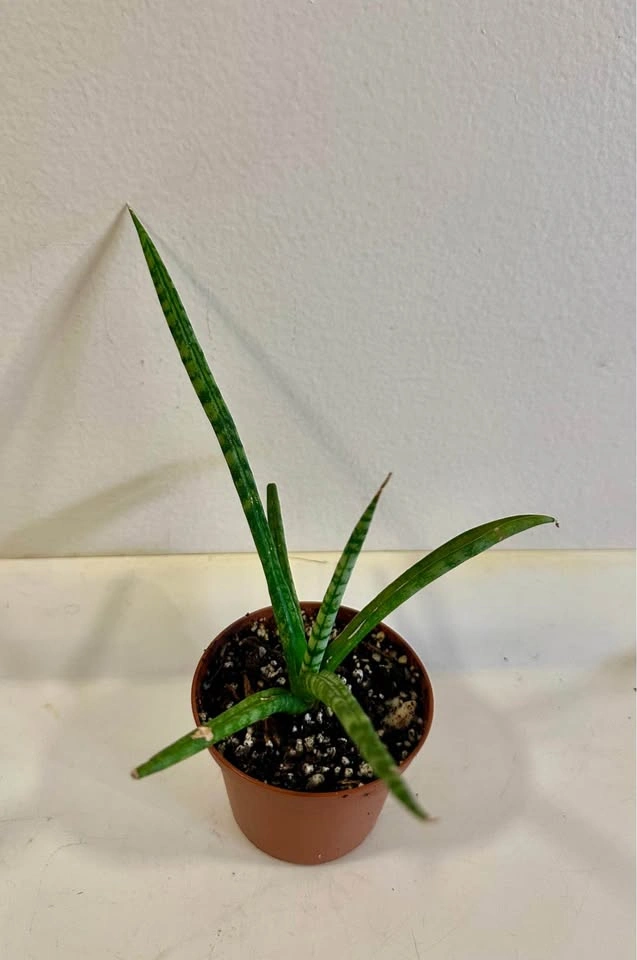 Sansevieria Cylindrical Snake Plant (Dragon Fingers) - photo 2