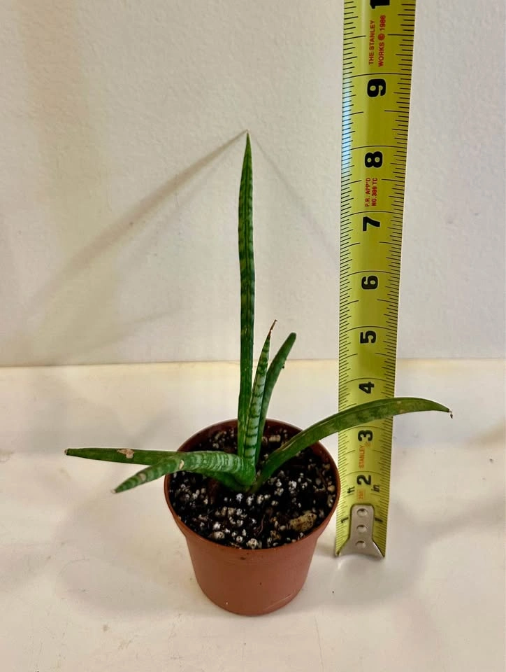 Sansevieria Cylindrical Snake Plant (Dragon Fingers) - photo 3