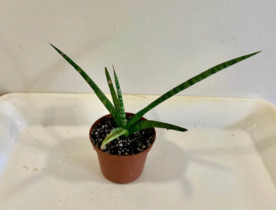 Sansevieria Cylindrical Snake Plant (Dragon Fingers) - photo 4