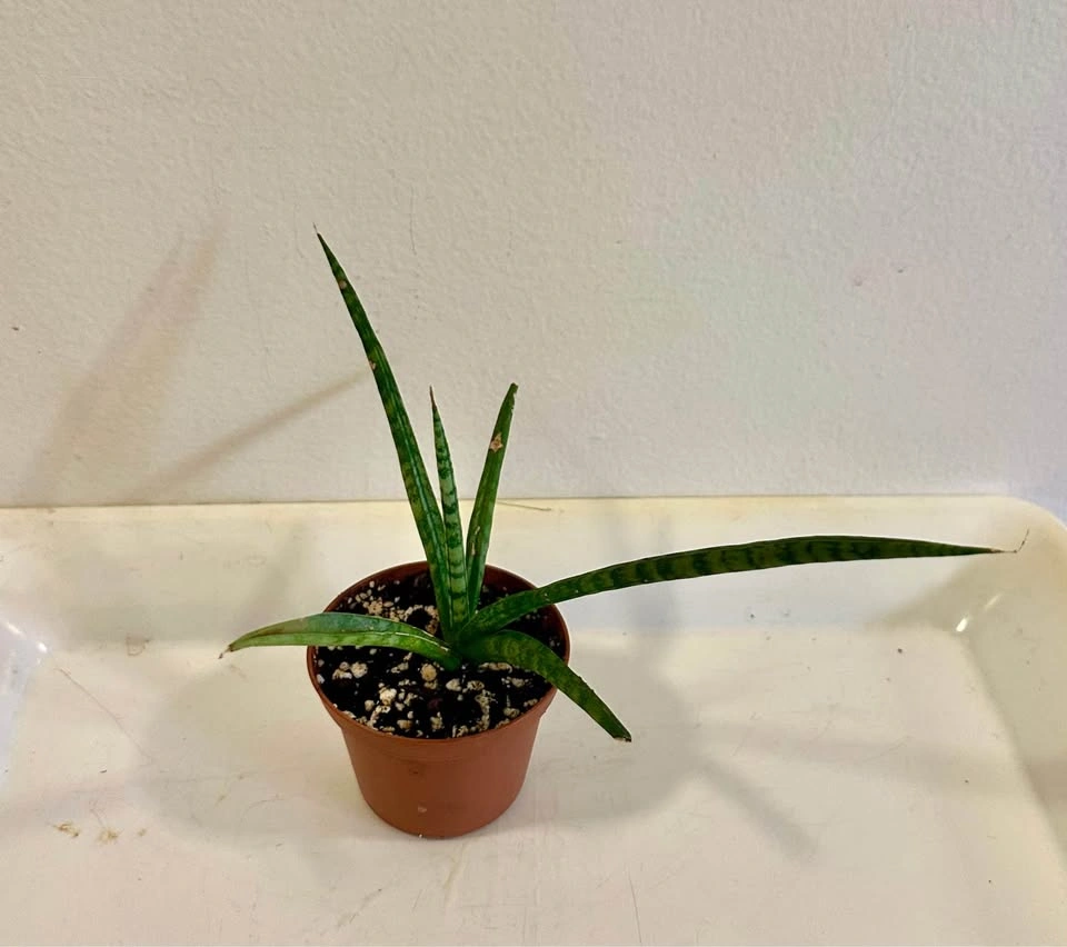 Sansevieria Cylindrical Snake Plant (Dragon Fingers) - photo 5