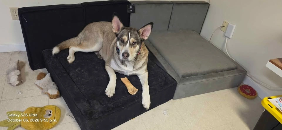 Large Breed Dog Bed - photo 3