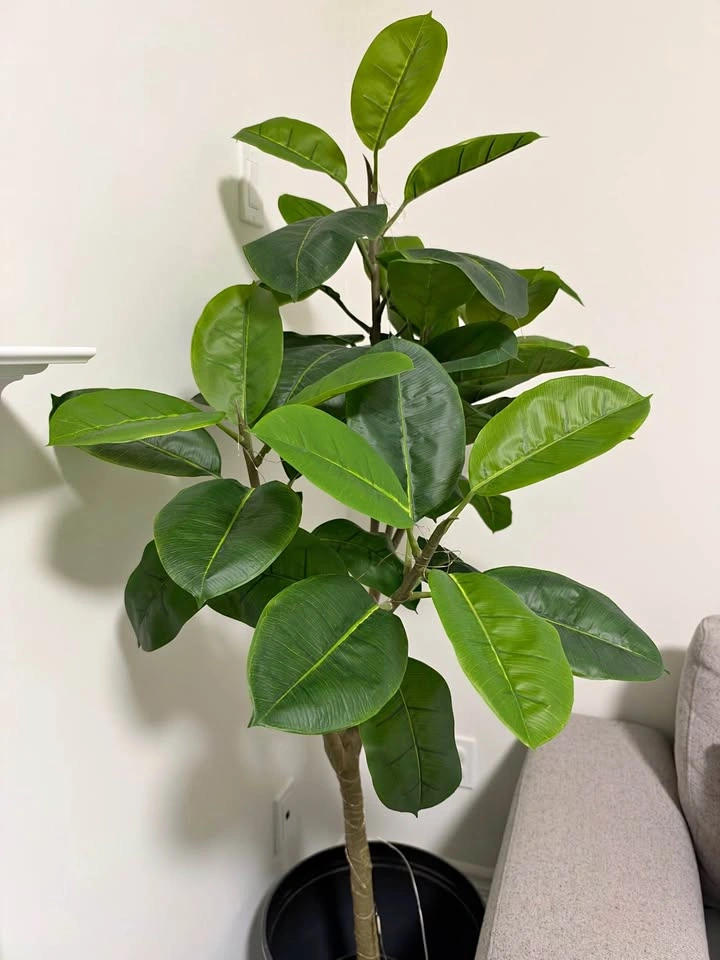 Beautiful Rubber Plant (Ficus Elastica)