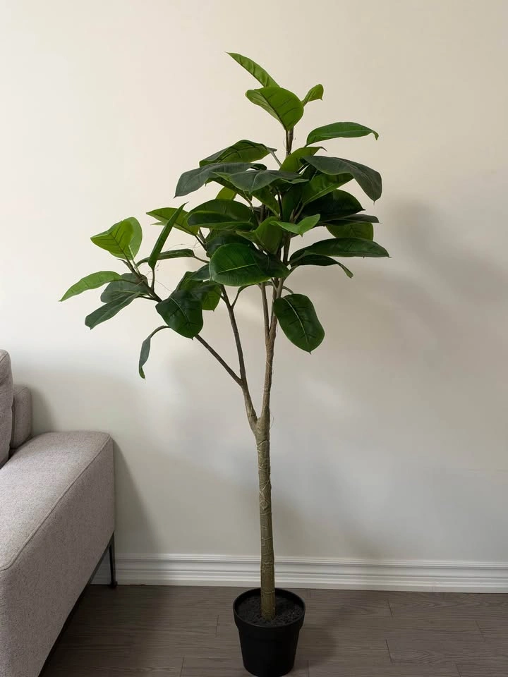Beautiful Rubber Plant (Ficus Elastica) - photo 2