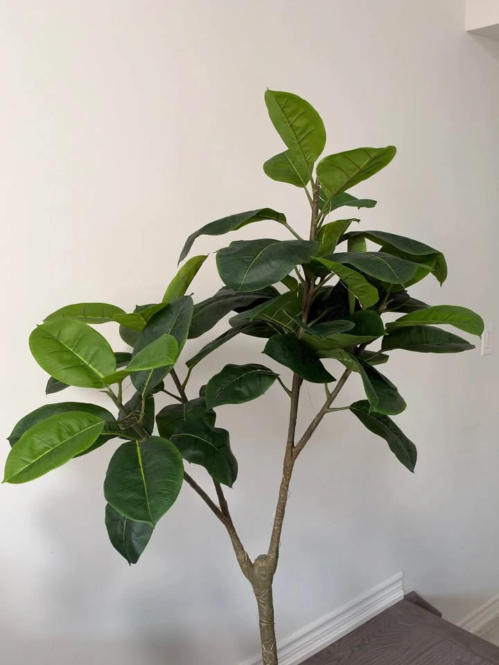 Beautiful Rubber Plant (Ficus Elastica) - photo 3