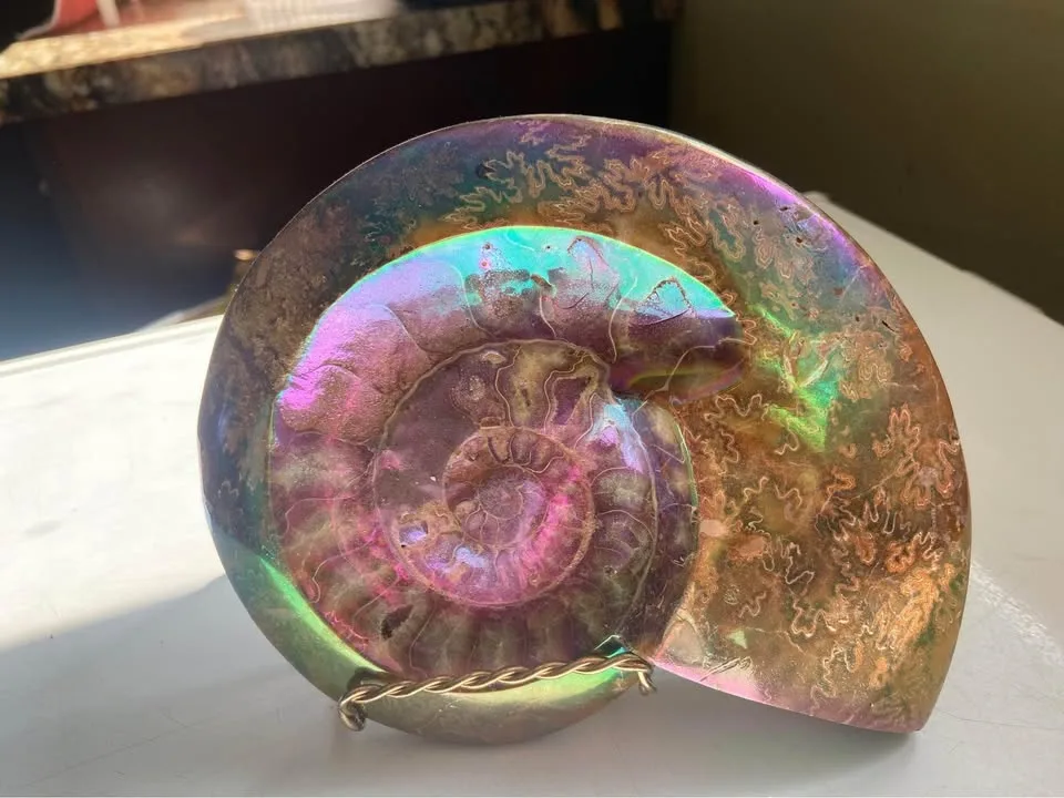7” gold plated Ammonite fossil image indicator(2)