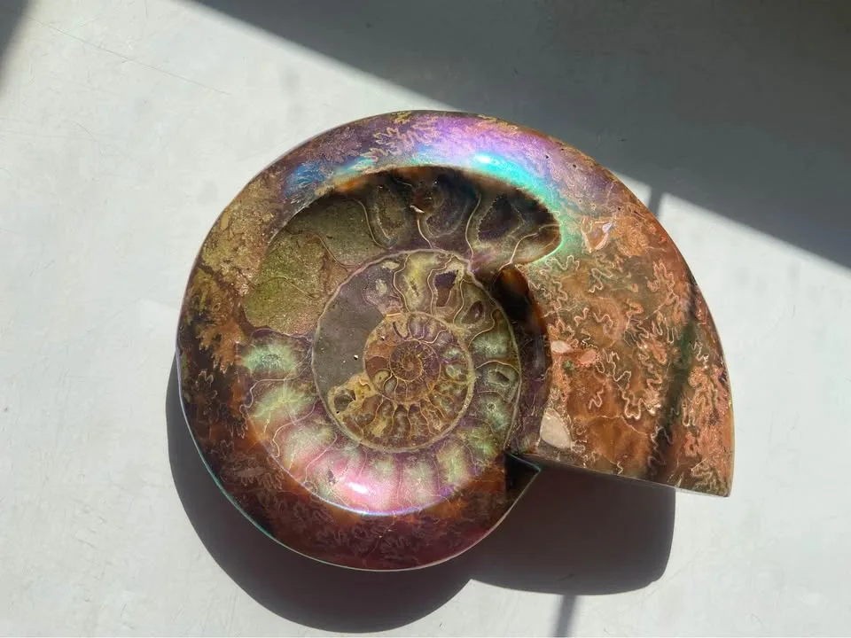 7” gold plated Ammonite fossil image indicator(3)