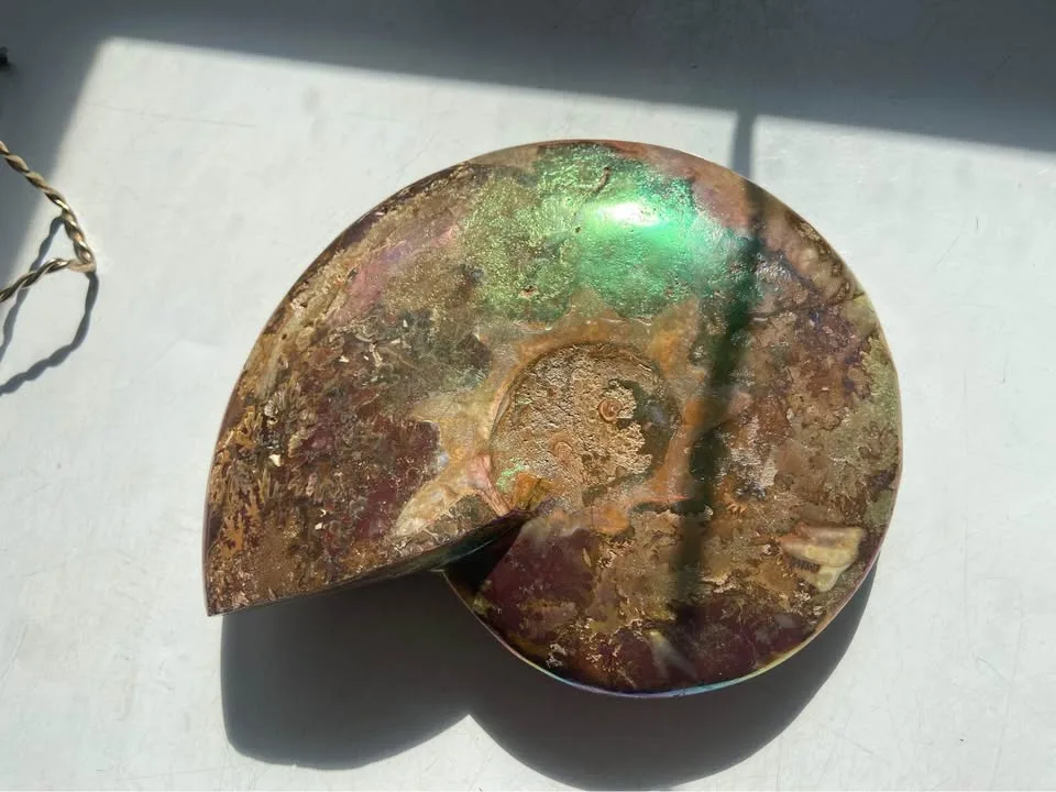 7” gold plated Ammonite fossil image indicator(5)