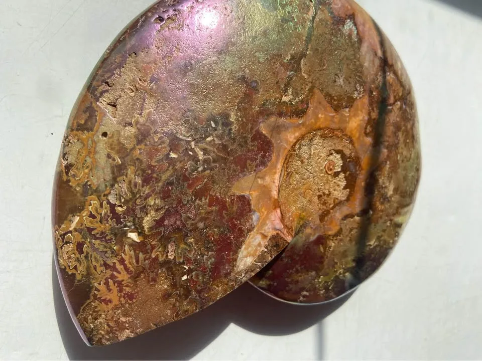 7” gold plated Ammonite fossil image indicator(6)