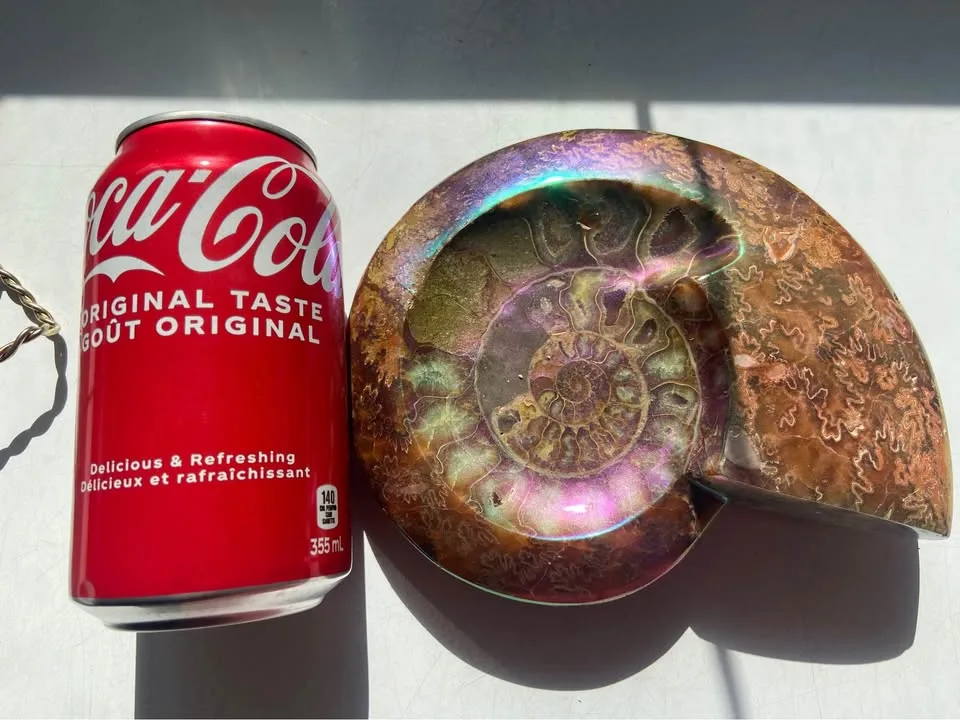 7” gold plated Ammonite fossil image indicator(7)