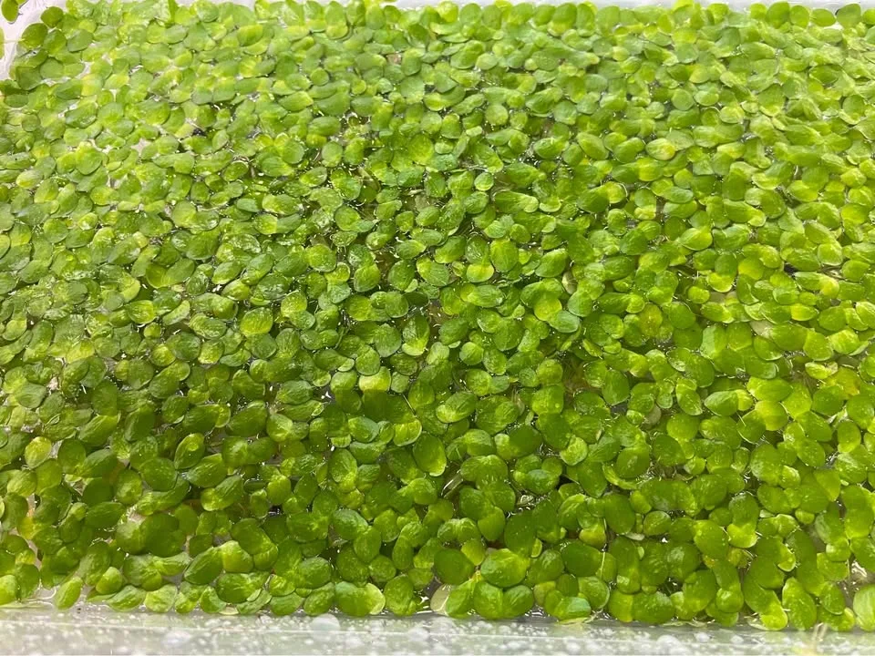 Large duckweed aquarium/pond plant image indicator(2)
