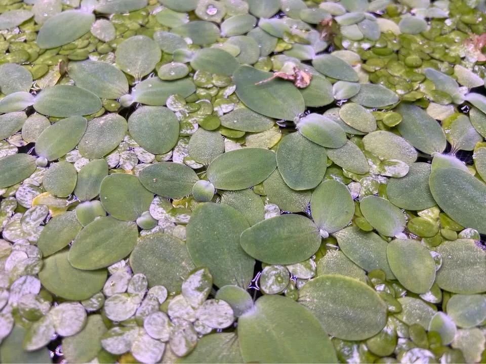 Floating aquarium plants image indicator(3)