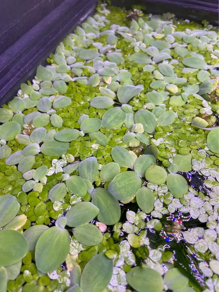Floating aquarium plants image indicator(4)