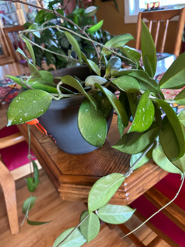 Hoya Carnosa