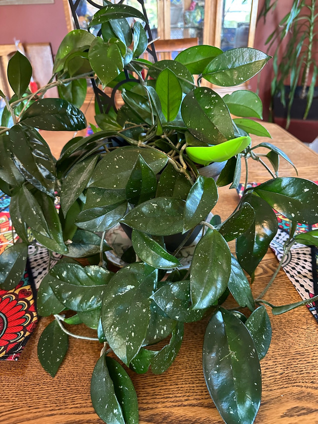 Hoya Carnosa - photo 2