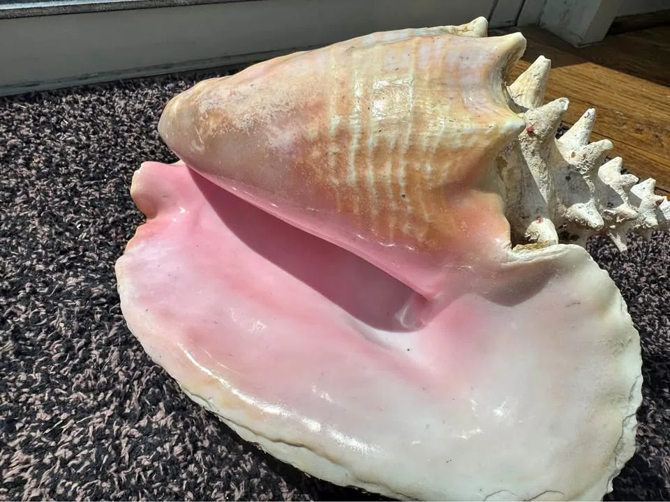Gorgeous Large Pink Conch Shell thumbnail
