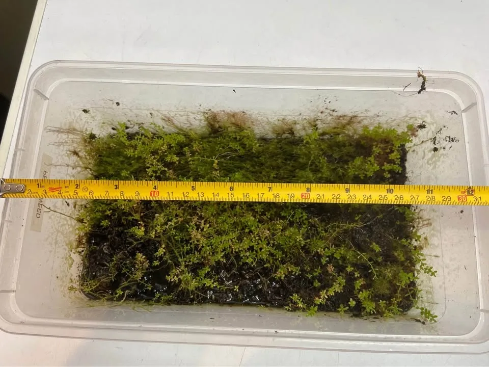 Pearl weed and Java moss mix aquarium plants image indicator(2)