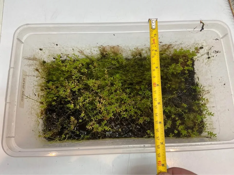 Pearl weed and Java moss mix aquarium plants image indicator(3)