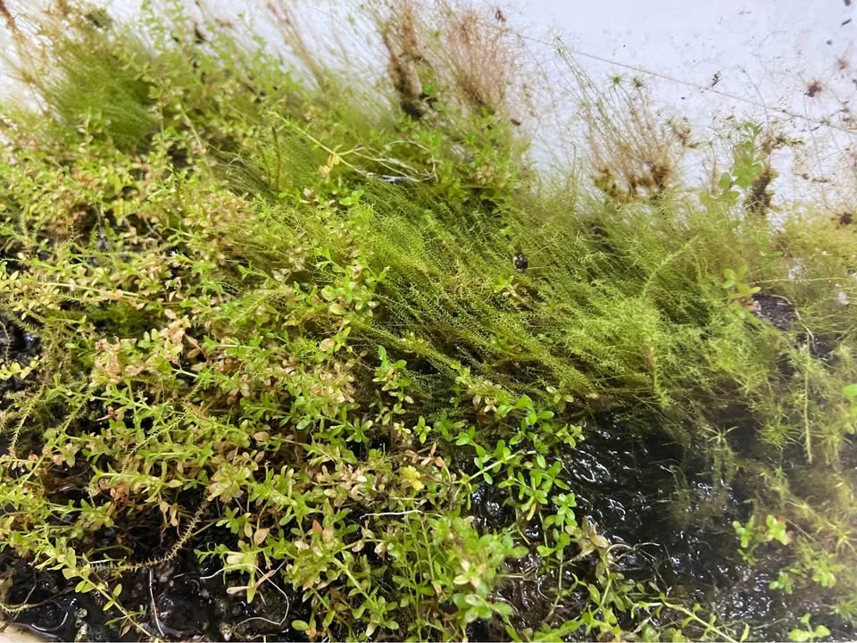Pearl weed and Java moss mix aquarium plants image indicator(4)