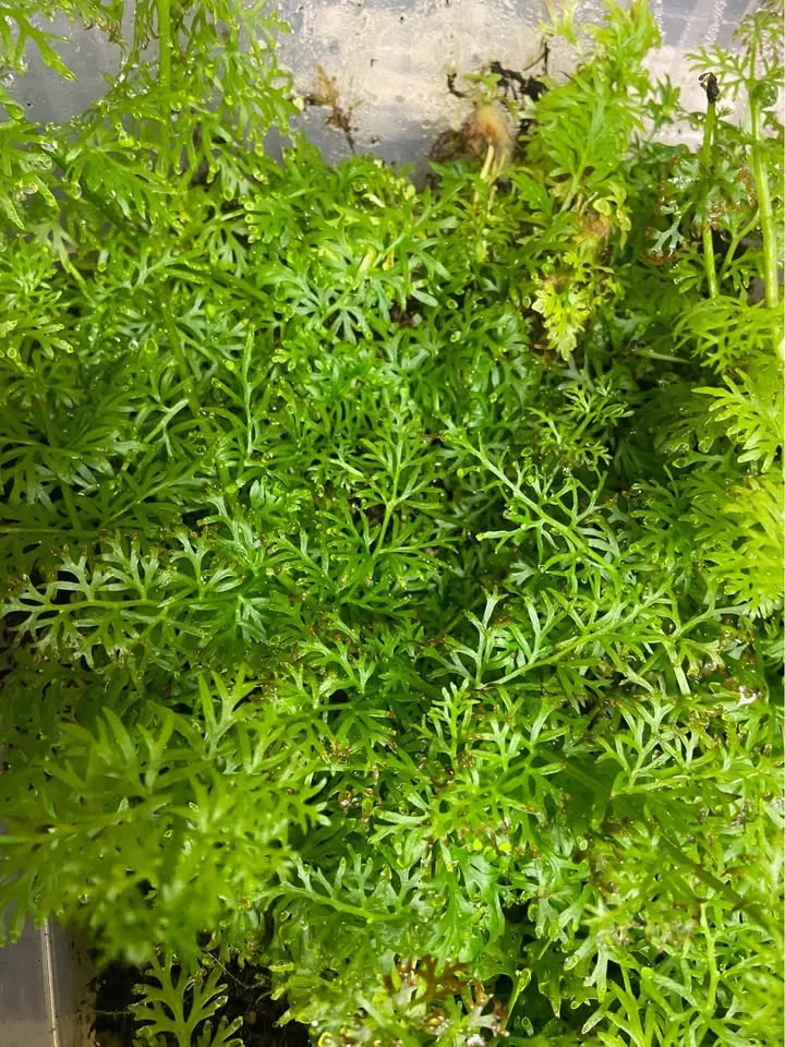 Water Sprite aquarium plant image indicator(2)