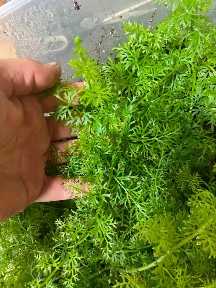 Water Sprite aquarium plant image indicator(3)