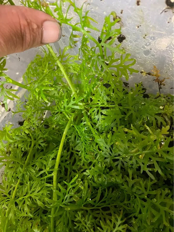 Water Sprite aquarium plant image indicator(4)