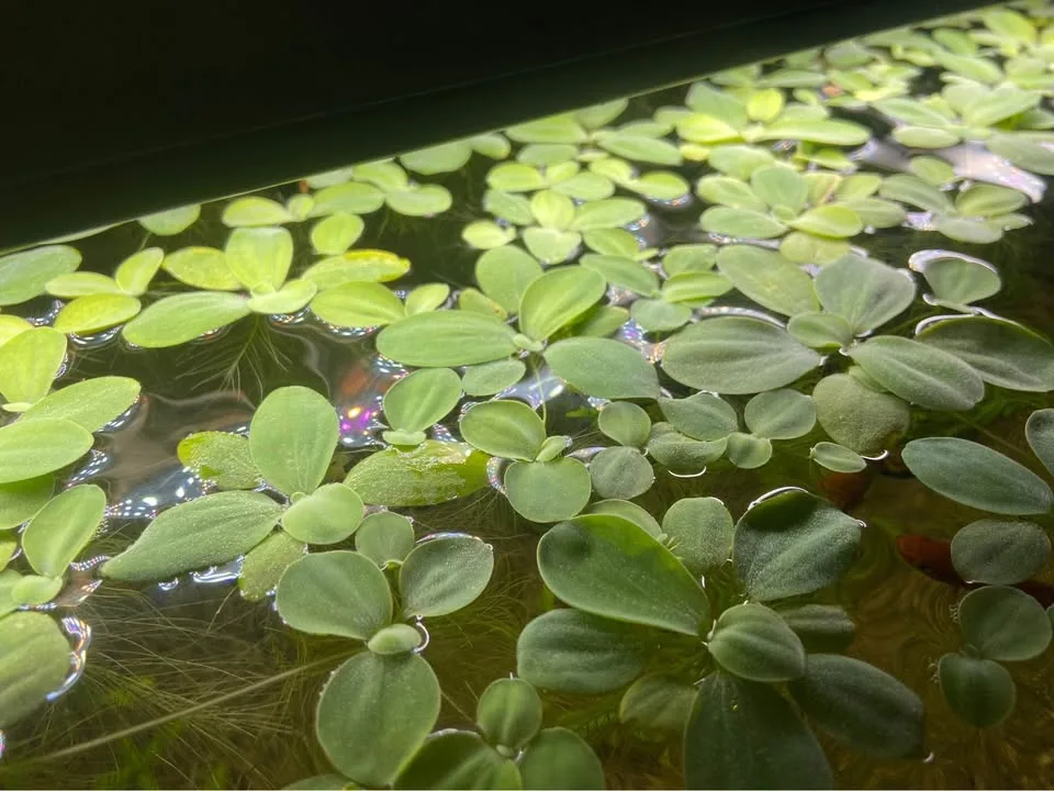 Water Lettuce aquarium plants image indicator(2)