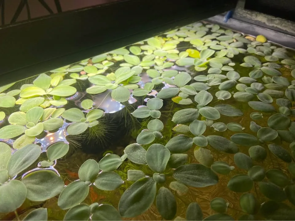 Water Lettuce aquarium plants image indicator(3)