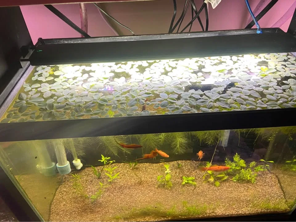Water Lettuce aquarium plants image indicator(4)