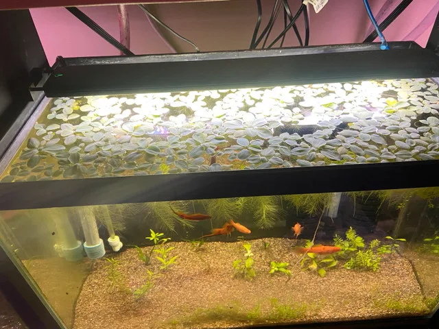 Water Lettuce image indicator(3)