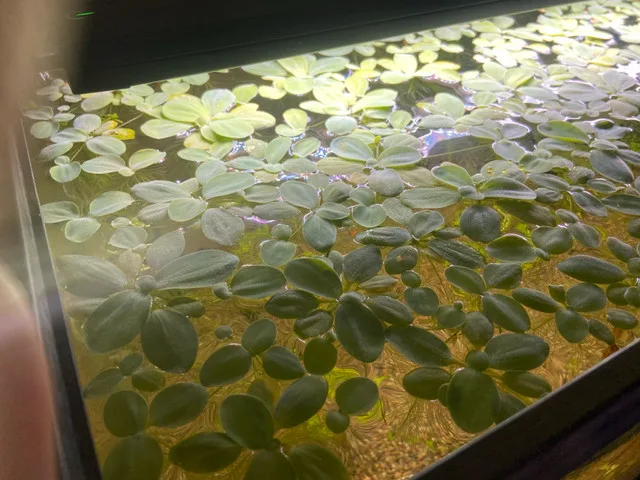 Water Lettuce image indicator(4)