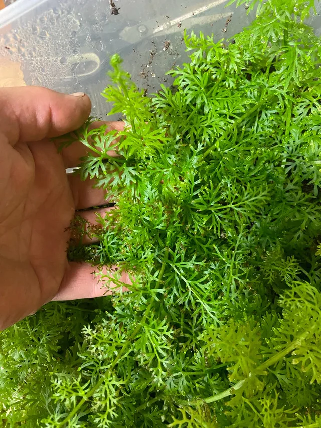 Water Sprite image indicator(3)