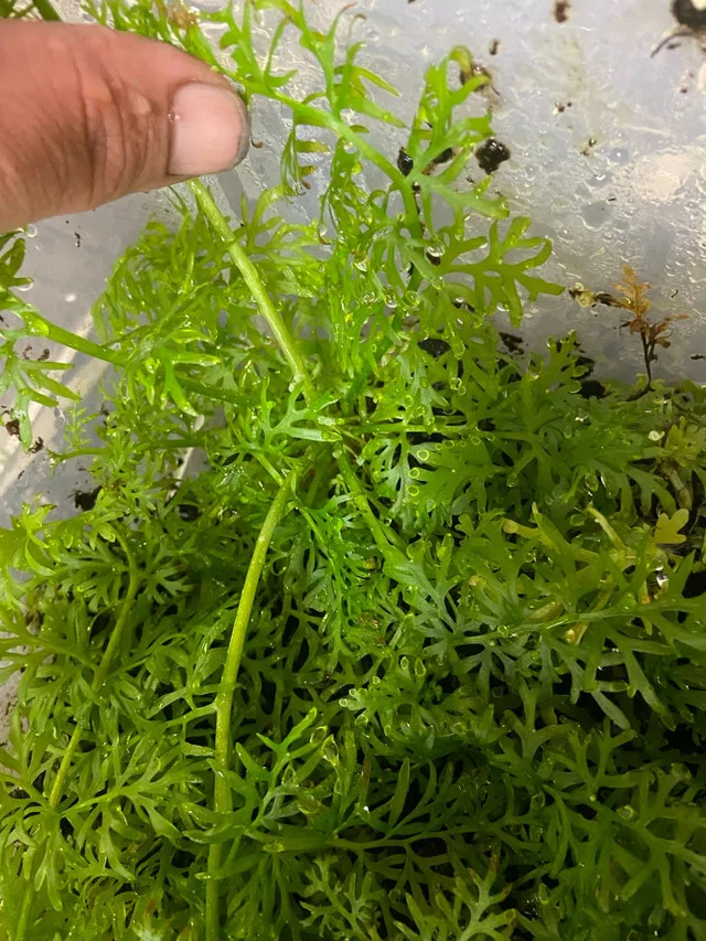 Water Sprite image indicator(4)